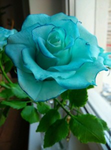 Создать мем: голубые розы тиффани, синяя роза, голубая перинея роза
