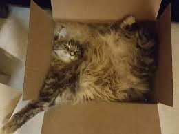 Создать мем: Кошка, котики, скачать картинки кошки спят в коробке