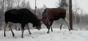 Создать мем: дикий лось, катание на лосях, солонец для лося