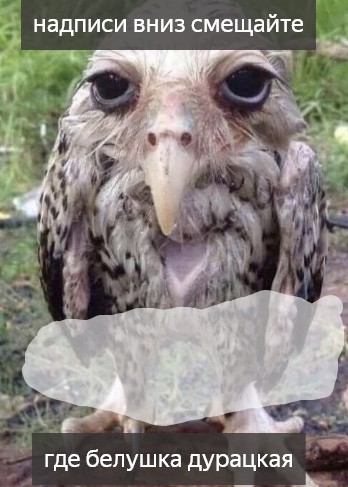 Create meme: drunk owl , salt owl tick tok, wet owl meme