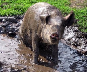 Create meme: pig boar, pig home, pig