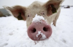 Create meme: pork, pig in the snow, covered pig