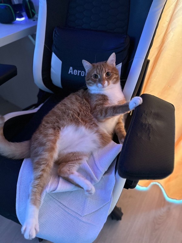 Создать мем: кошка, котик, кот на компьютерном кресле
