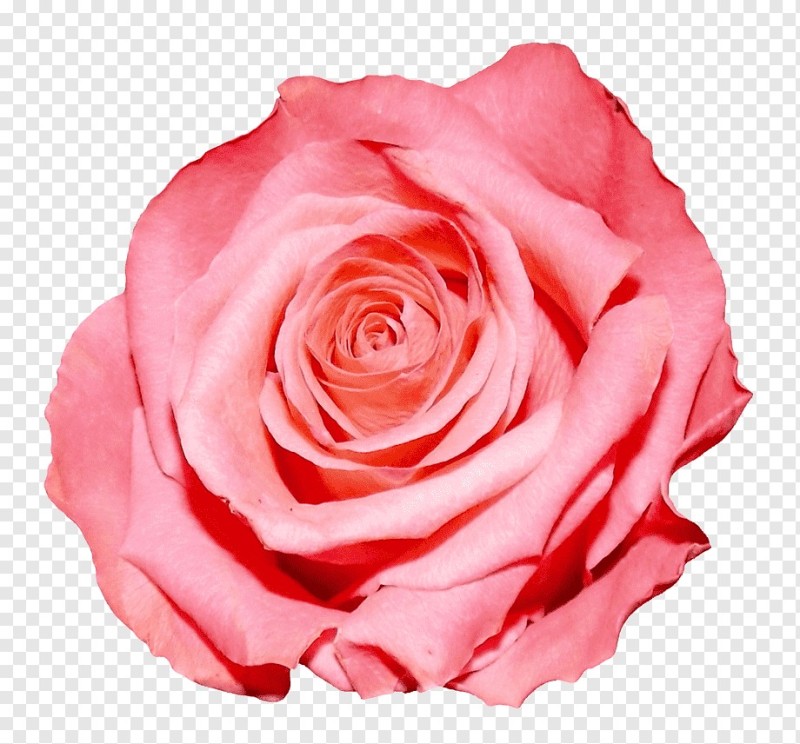 Создать мем: розовые розы на белом фоне, роза без фона, роза пинк роуз