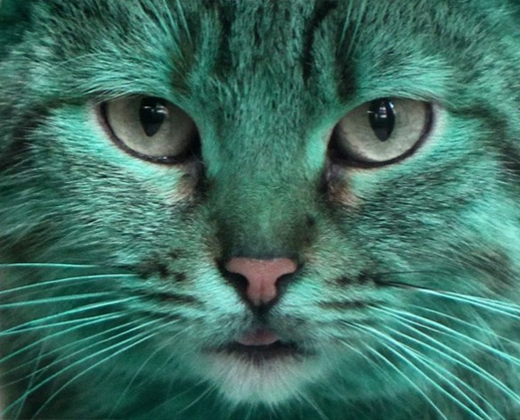Создать мем: кот, бирюзовый кот, кот с зелеными глазами