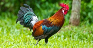 Create meme: photo of a beautiful cock, rooster in year of the pig 2019, cock peeking out