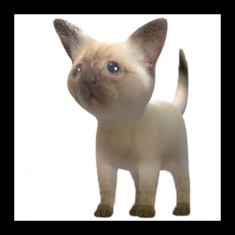 Create meme: cat , meme cat , tonkinese cat