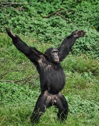 Создать мем: шимпанзе бонобо, обыкновенный шимпанзе, обезьяна бонобо самец