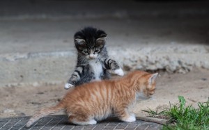 Create meme: cat, kitten redhead