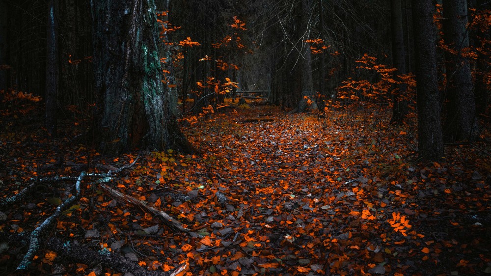 Мрачная Осень Фото