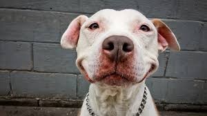 Create meme: american pit bull terrier smiles, pit bull smile, The dog is smiling pit bull terrier