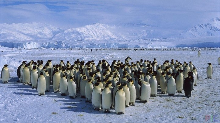 Create meme: penguins in Antarctica, Antarctica , the most common penguin species in Antarctica