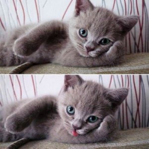 Создать мем: cute, кот модель, crazy cat