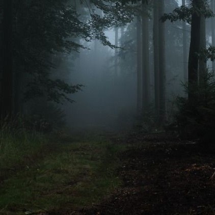 Create meme: forest fog, forest , foggy forest background