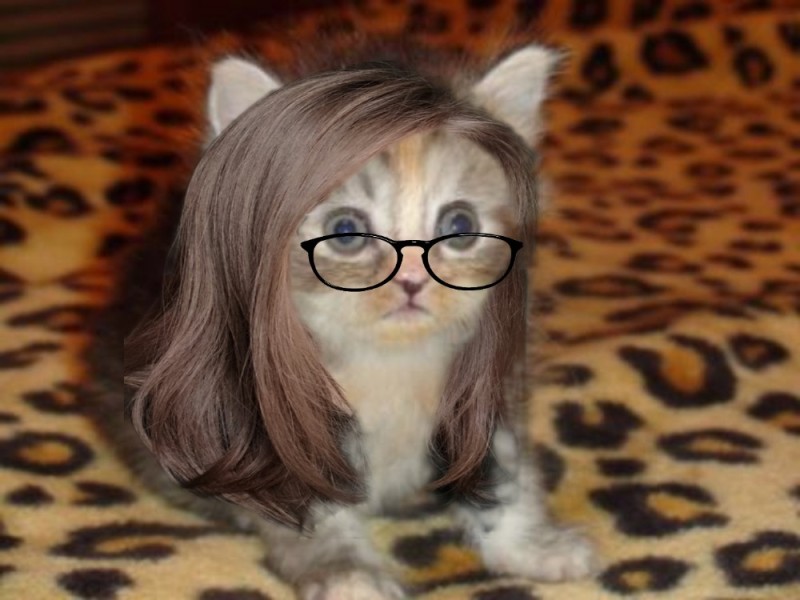Create meme: a cat in a wig, cat , cats with hairstyles