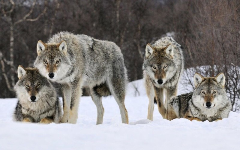 Create meme: grey wolf , a pack of wolves , wolf wolf