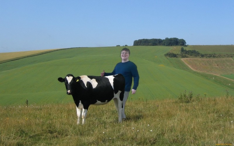 Create meme: cow field, photo of a cow, cow pasture