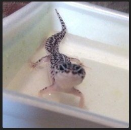 Create meme: spotted ablefor, ablefor, Gecko ablefor