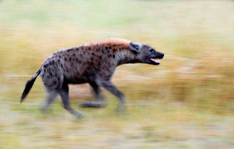 Create meme: spotted hyena, hyena , hyenas spotted hyena