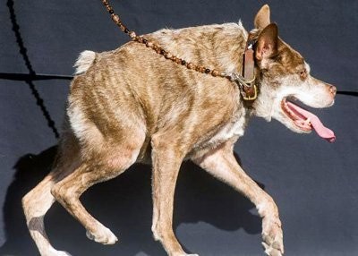 Создать мем: голландская овчарка квазимодо, страшная собака, собака страшная порода