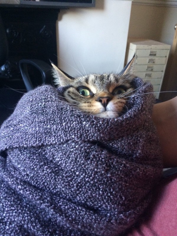 Создать мем: кот, котик в одеялке, котик в пледе