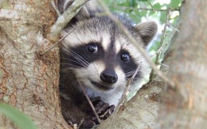 Create meme: American raccoon, bro raccoon, little raccoon