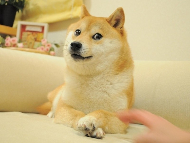 Создать мем: doge собака, doge wow such fun, шиба ину