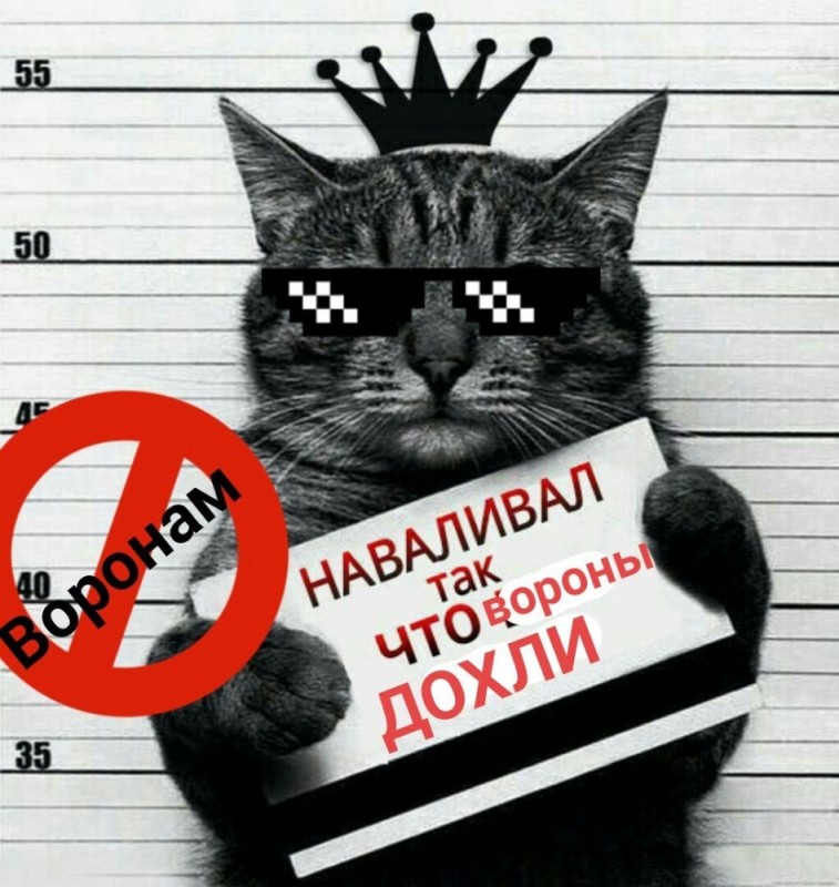 Create meme: cat criminal with a sign, a cat with a sign , the cat is the culprit