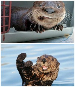 Create meme: otter funny, otter joke, wet otter
