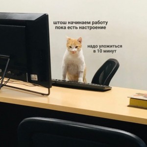 Создать мем: на работе, кошечка, кошка