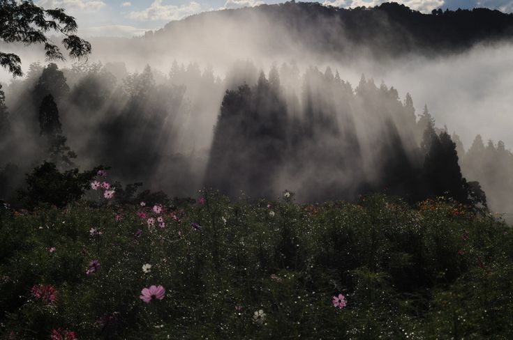 Create meme: nature landscape, nature fog, fog in the forest
