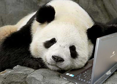 Create meme: the giant Panda , panda pc, pandas