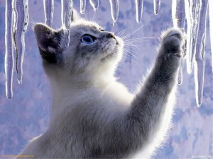 Создать мем: кошки и сосульки, кот, котики зимой