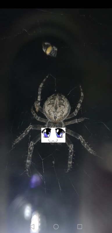 Create meme: spiders, The cross spider, The grey spider