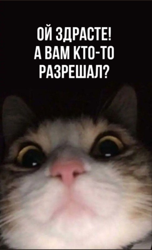Создать мем: коты мемы, мемы с котиками, мемные коты