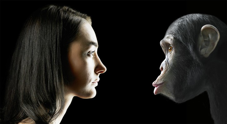 Create meme: monkey in profile, the face of a chimpanzee, portrait of a monkey