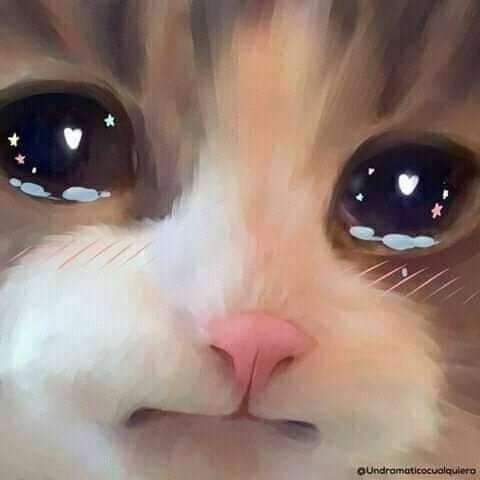 Create meme: the cat with tear-stained eyes, cat , cat crying meme