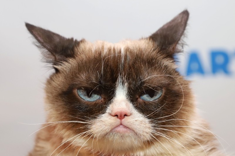 Create meme: unhappy face, unhappy cats, the most Snuffy cat ever