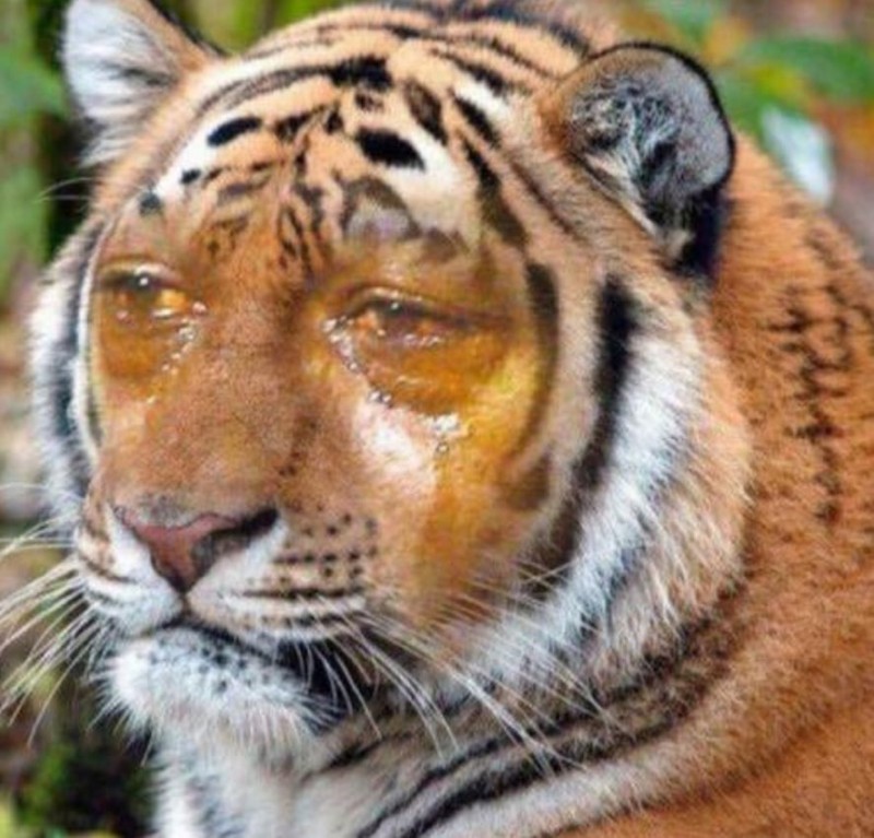 Create meme: amur tiger muzzle, tiger face, tired tiger