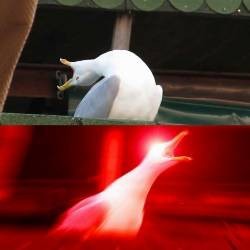 Создать мем: кричащая чайка мем, кричащая чайка, орущая чайка мем