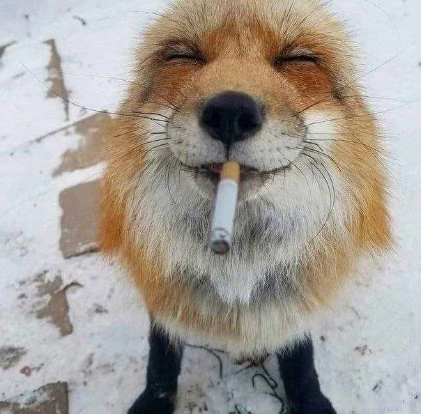 Create meme: Fox , Fox funny, the smiling fox