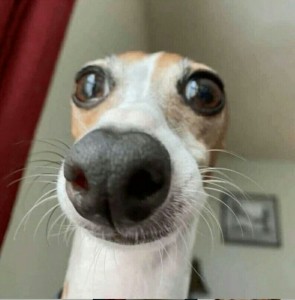 Create meme: funny dogs, surprised dog