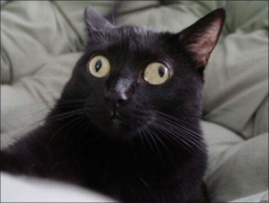 Create meme: funny black cat, cross-eyed black cat, stoned black cat