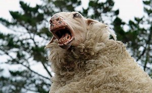 Создать мем: паршивая овца оборотень, безумная овца, баран
