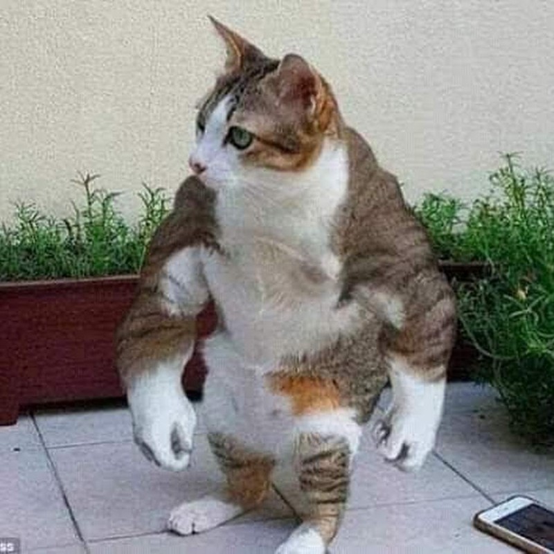 Создать мем: кот без лап, кот смешной, смешной толстый кот