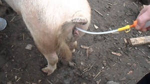Создать мем: insemination, свинья, искусственное осеменение свиней фото