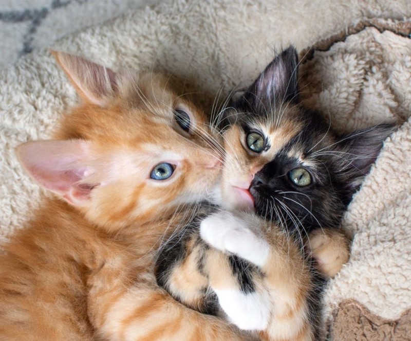 Create meme: 2 kittens, adorable kittens, two cats