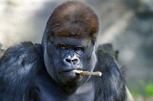 Create meme: the male gorilla