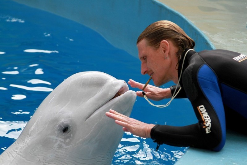 Create meme: white-faced dolphin sochi dolphinarium, Dolphin , moskvarium belukha