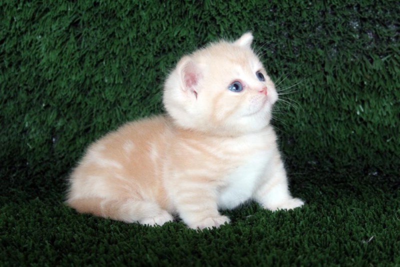 Create meme: British Shorthair kittens, Scottish, Scottish fold 